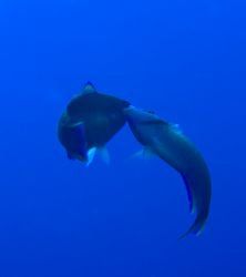 Parrotfish "kissing" by Michael Foulds 
